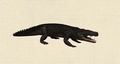 Cerrejonisuchus.png