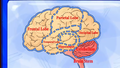 Brain's Brain 138.png